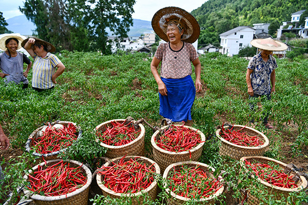 国产a视频免费观看不卡